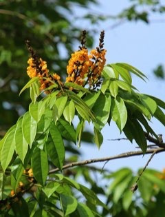 Platymiscium trinitatis Macacauba, Macawood, Hormigo, Orange Agate